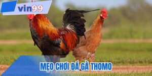 Mẹo chơi đá gà thomo